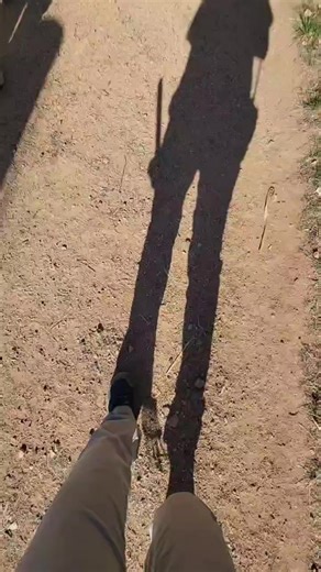 TikTok video Step into the Jungle: Explore the Stunning World of Tigers and Their Secrets 🐅🌿 #TigerFacts #NatureLovers #ForestPredator #SavannahRoar #ForestKing #RoaringTiger #SavannahMajesty #WildlifePhotography #NatureInFocus #WildlifeBeauty 💎 #WildlifeAdventure #EndangeredSpecies #TigerTracks #AnimalKingdom #6938059630773882118 #JungleKingdom #TigerPower #WildlifeMarvels 👑 #TigerCharm 📖 ✨, 📸 🚀 #BoldAndBeautiful #NatureGems #TigerElegance #TigerLove #FelineFascination 📚 🕵️‍♂️ 🐅 #Natu