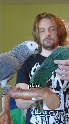 A Bird Learning Numbers? 🤯