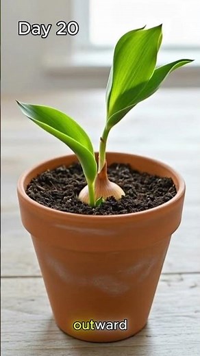 Tulip Growth Timelapse - Bulb to Bloom in 55 Days 🌷