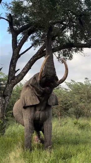 #ThisIsAfrica #InyatiSafari #WildlifeWednesday