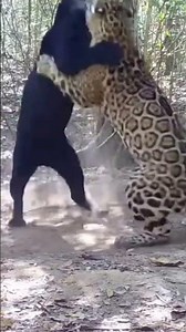 Leopard vs black panther same species, different shades #worldwildlifeday #wildlife #wildliferescue