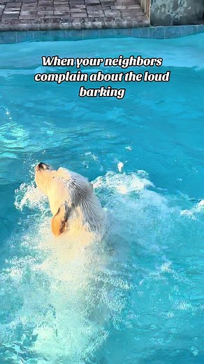Buster's Barking Swimming Problem!