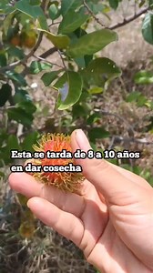Como tener un árbol de rambután en casa.. | Todo sobre huertos