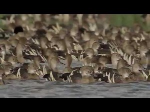 Duck WISE (Waterfowl Identification, Safety, Effective and Efficient Hunting)