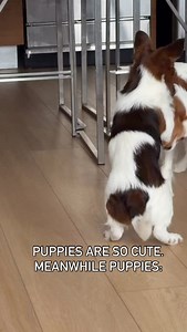 this is your sign to get one #jackapooalfie #jackapoo #kingcharlesspaniel #puppies | Alfie Jackapoo