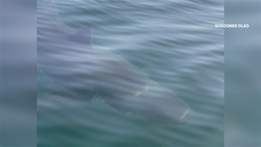 Harpswell, Maine shark sightings prompt warnings from officials
