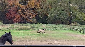 Maria (Milky Way x Windrose WF - Waldaire x Wallstreet Kid) 2022 Dun Westfalen KDR filly | Watermark Farm