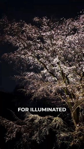 Rikugien's Glowing Cherry Blossoms Are Absolutely Magical #nightgarden #japan