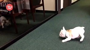 [My Pet TV] Bulldog's so scared! Send us your pet videos! ▶http://www.mypet.tv/ (Source: Ainne Han) | My Pet TV