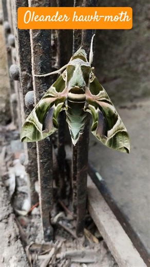 #hawkmoth#titli#wildlife