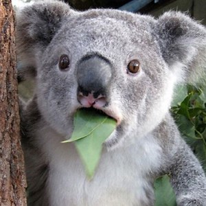 yoobz - Twitch