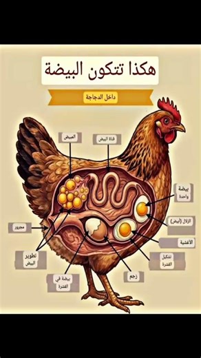 هكذا تتكون البيضة، داخل الدجاجة. #حقائق_صادمة #هل_تعلم #بيض #food