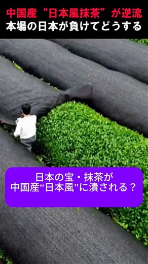 中国産“日本風抹茶”が逆流…本場の日本が負けてどうする