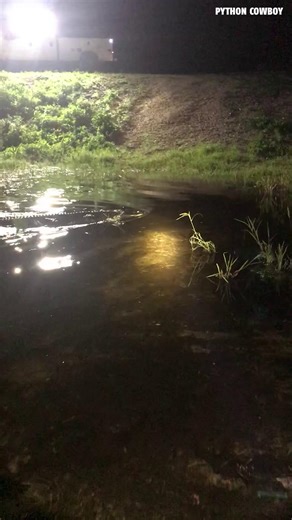 This alligator wasn't having it today! | alligator