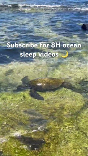 Sea turtle in clear ocean water 🌊🐢 #seaturtle #oceansounds #hawaii