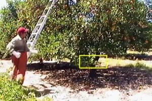 Ladder Safety (Spanish version)