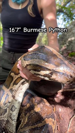 Giant Python Nest in the Florida Everglades. Man these things are good at hiding!