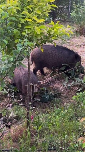 Wild boars crossing a path in Tamera