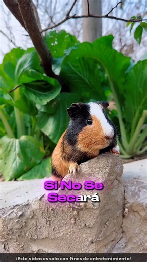 Un Bebé Queda Atrapado Dentro De Un Bambú😱 La Mamá Corre A Salvarlo Antes De Que Sea Tarde 🤯🐰