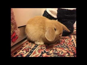 Peter Rabbit in Russian