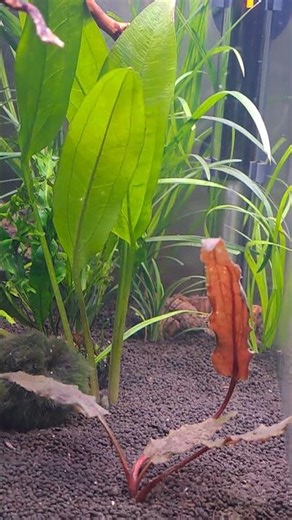 yellow fire shrimp #aquarium #tank #fish #pet #shrimp #fishtank #fish #nature #pleco #wildlife #goal