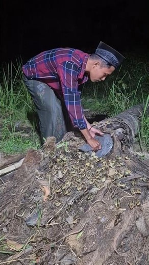 ayam hutan beranak banyak🐣🐣 #animal #shotsvideo #fypシ゚viral