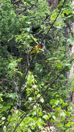 Western Tanager Bird #kidsmusic #kidssongs viral #tree #birds