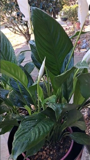how to: peace lily #glendaplusfour #lovewhatyoudo ##gardening