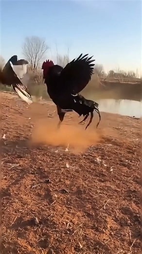 BLACK ROOSTER FIGHTS A HAWK – UNBELIEVABLE COUNTER-ATTACK! || AI Cinematic Wildlife Scene