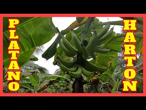 Asi es el cultivo de PLATANO HARTON en Colombia