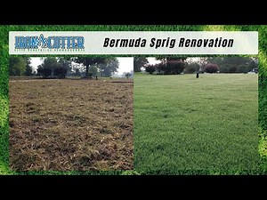 The Cheapest Method To Establish Bermudagrass Using Sprigs