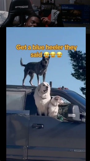 The Great Pyrenees trying to regain order #goldenretriever