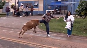 Video of goat rampage in Brazil goes viral