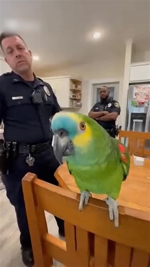 Every word is funnier than the last 😂💬#Talkingparrot #Copsvsparrot #funnyparrot #policevsparrot #bitdhumor #petcomedy #Roast #Cops #Positivevibes #fyp; #viral #funnyreels | SORA The Parrot