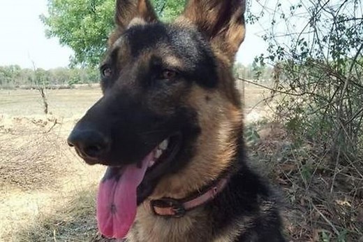 Chó Becgie tử chiến hổ dữ để cứu chủ và cái kết đau lòng