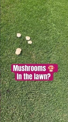 How to get rid of Mushrooms in the lawn?