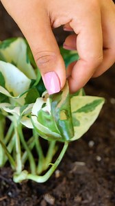 Plant Care Made Simple: Essential Tips For Beginners! | 5-Minute Crafts Play