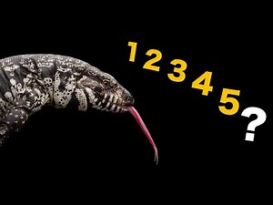 How high can lizards count? | Crocodiles that use tools! (ft. The unknown intelligence of reptiles!)