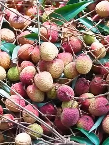 51K views · 957 reactions | Harvest Na fruit go to market sell #bushcraft #logcabin #concrete #cabin #buildgril #bamboo #building #farmlife #survival #farm #build #campter | The Off Experience | Facebook