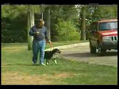 Premier Gentle Leader Headcollar Demo