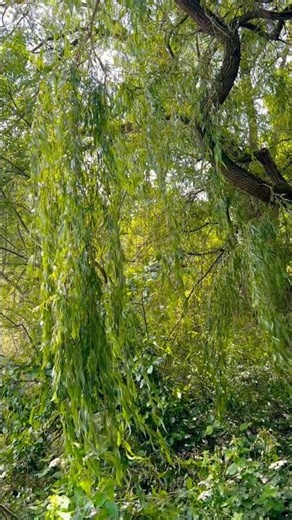 Willow Tree Dancing in the Wind 🌿