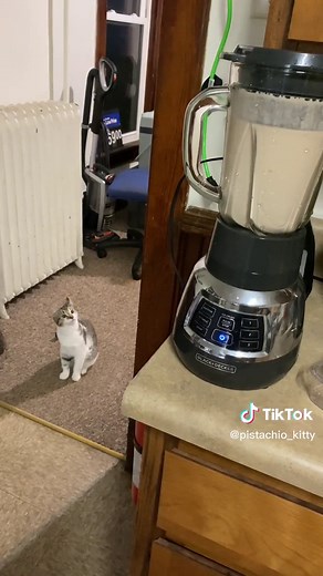Cat Scared of Blender: A Hilarious & Scary Moment!