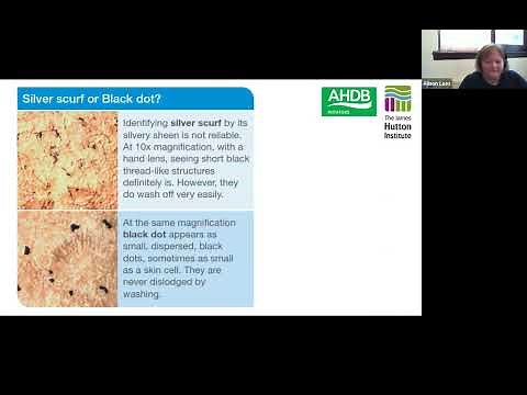 Webinar #28: Potato Tuber Blemish Diseases: status and management