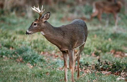 Hunting and trapping season changes, bag limits announced by Pa. Game Commission