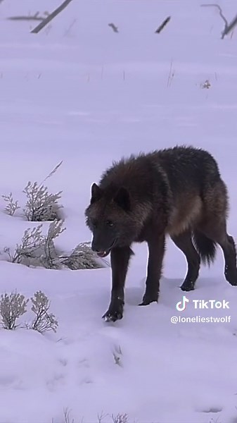 Majestic Wolf Pack in Nature