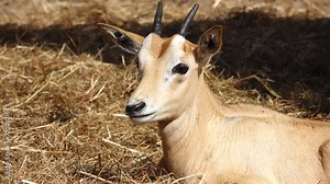 baby scimitar oryx (Oryx dammah), also known as the scimitar-horned oryx and the Sahara oryx
