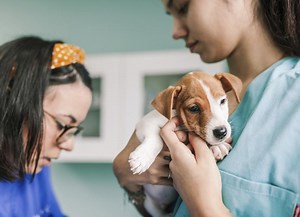 How To Prepare for Your Puppy’s First Vet Visit