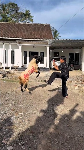 Thug gets rammed by a sacrificial goat #shorts #minivlog #bocilwargads #maspreman