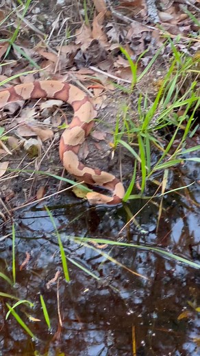 Venomous copperhead, Southeast North Carolina. | Shots by Sean