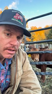 290K views · 13K reactions | A pot load of dwarves. Mini cows for beef! #minicows #dexter #beef | Sweet Briar Farmer | Facebook